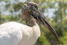 adult wood stork closeup